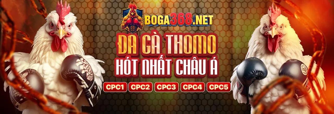 Sân đấu đá gà trực tiếp tại mcw7733